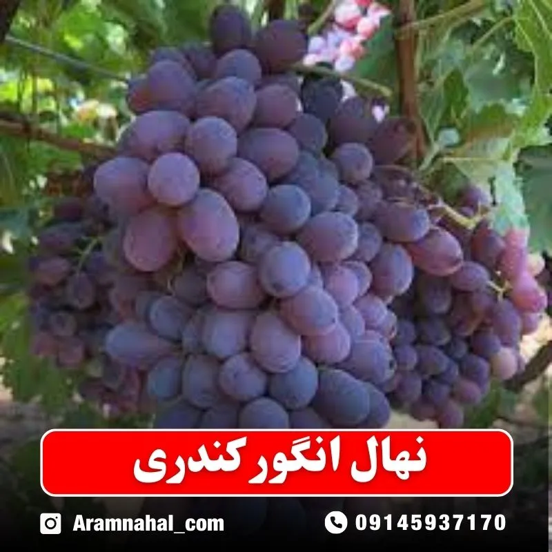 نهال انگور کندری نهاغلستان ارام نهال