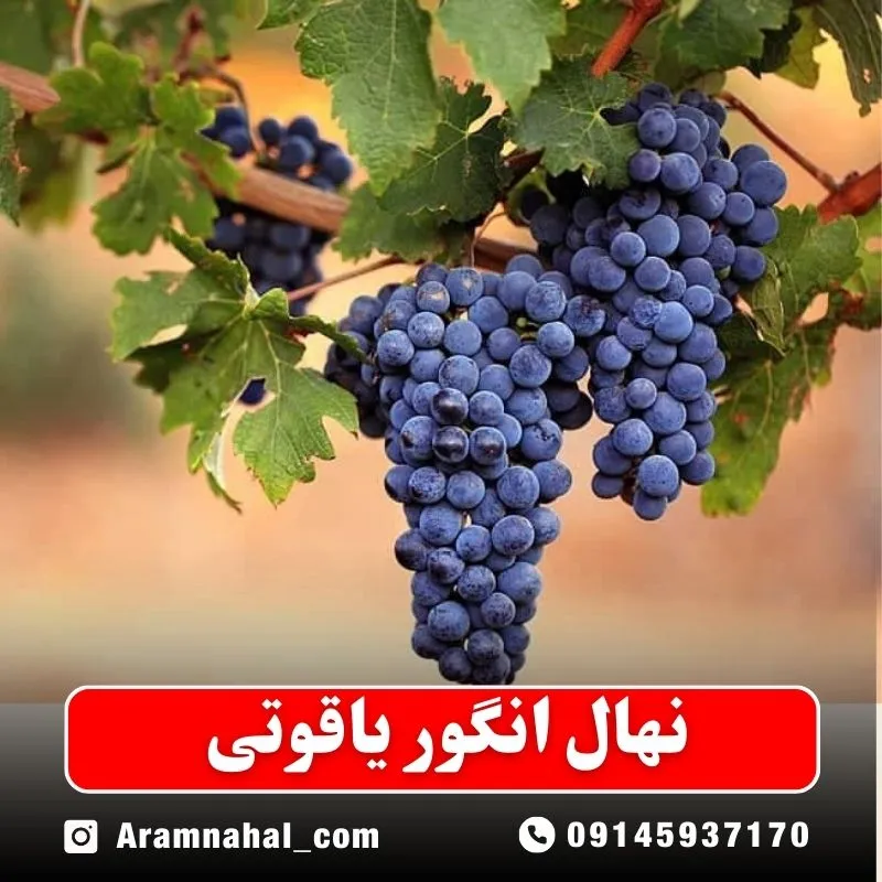 نهال انگور یاقوتی نهالستان ارام نهال