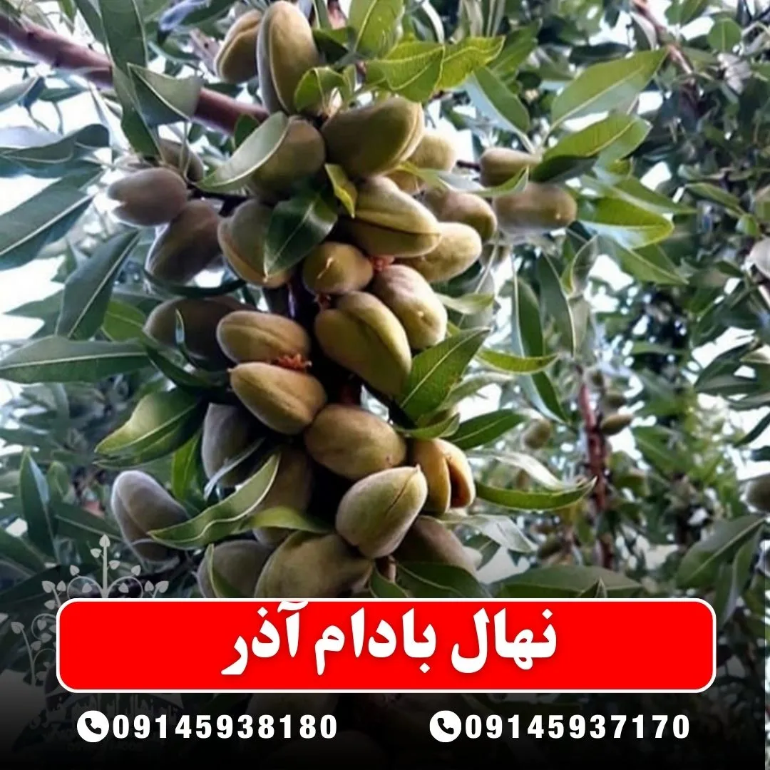 خرید-نهال-بادام-آذر-از-نهالستان-آرام-نهال