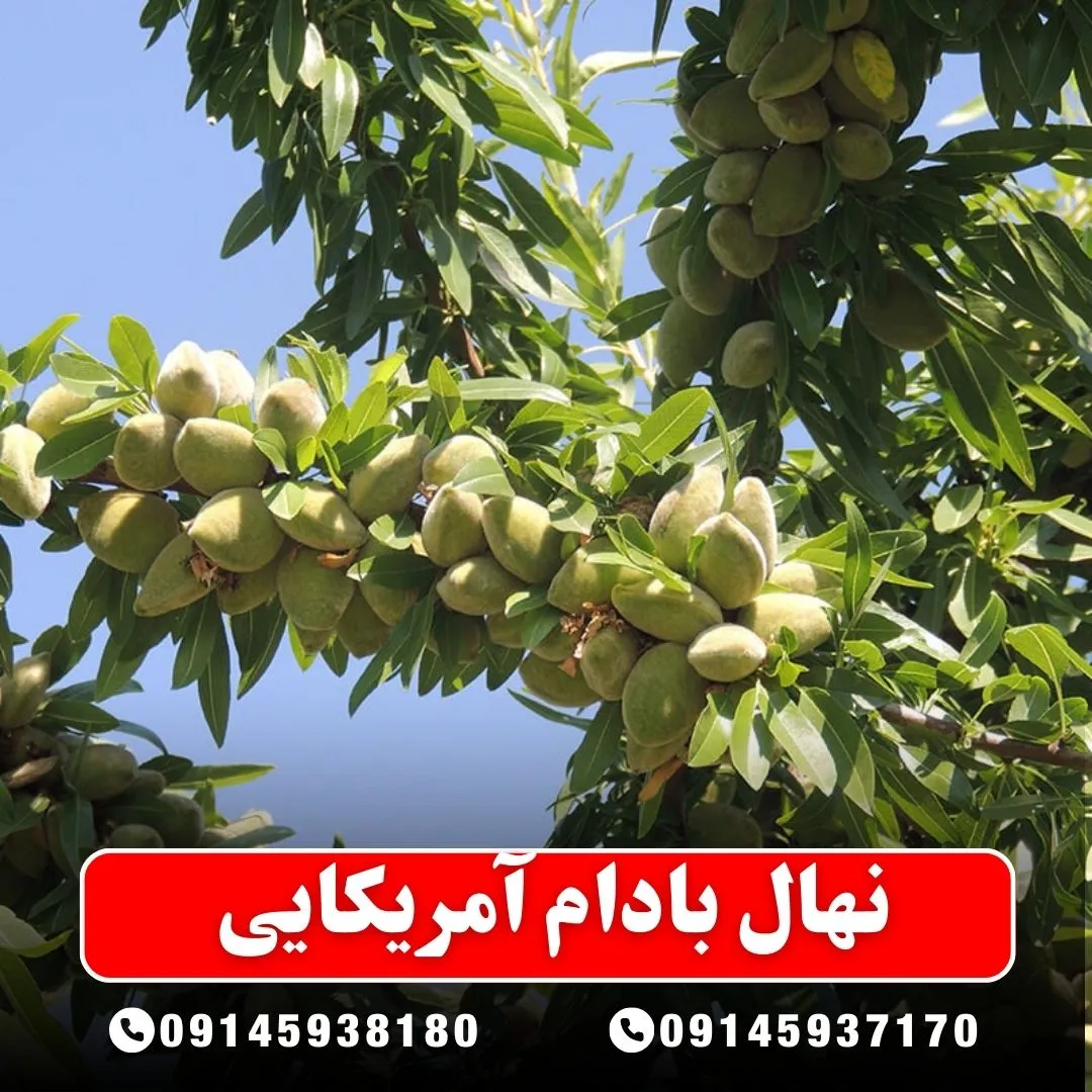 نهال بادام آمریکایی