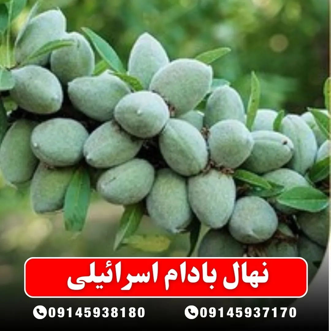 نهال بادام اسرائیلی