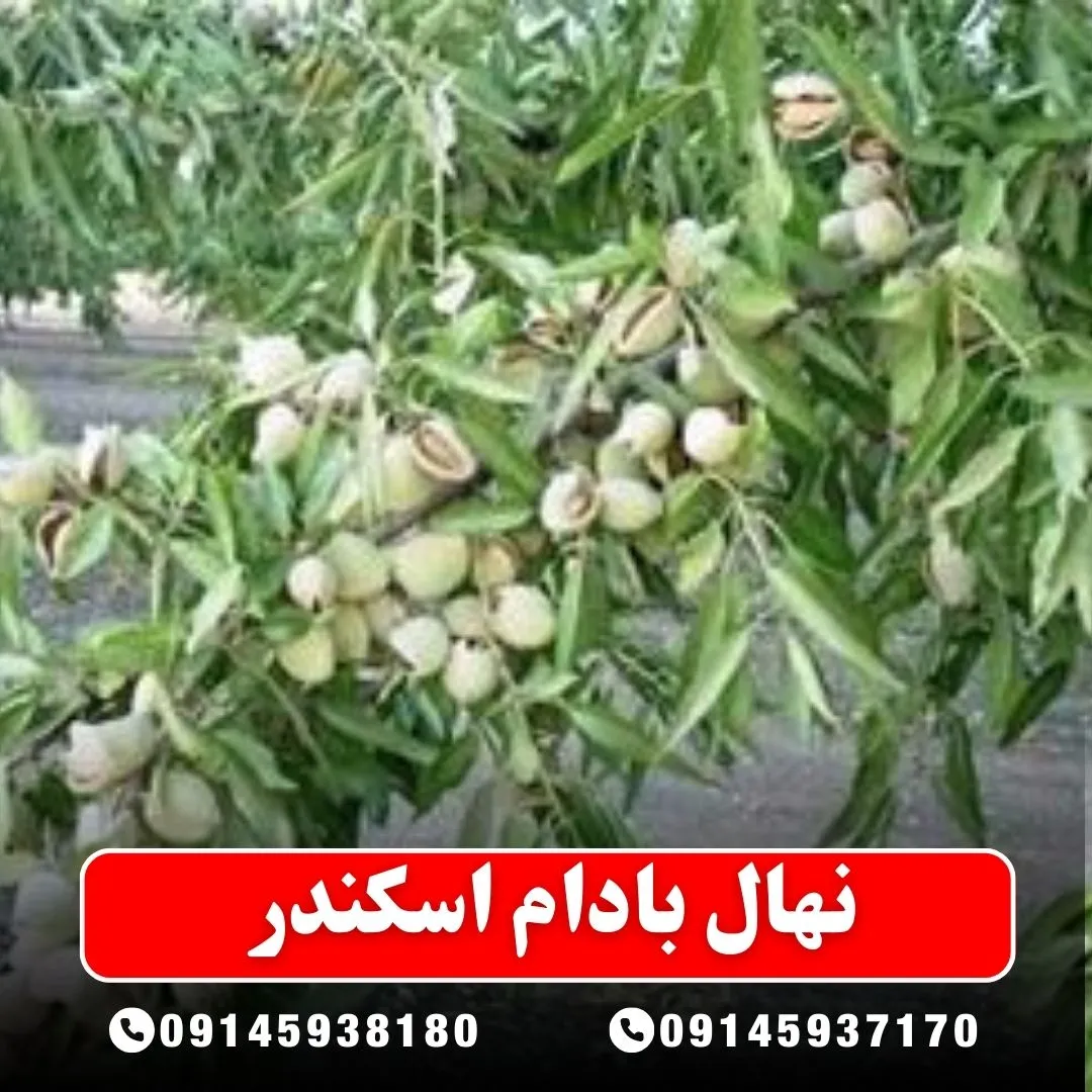 نهال بادام اسکندر