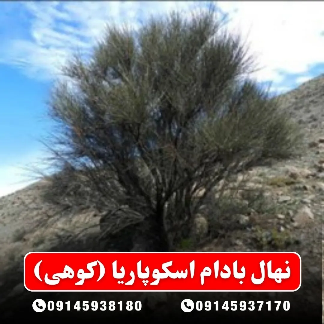 نهال بادام اسکوپاریا