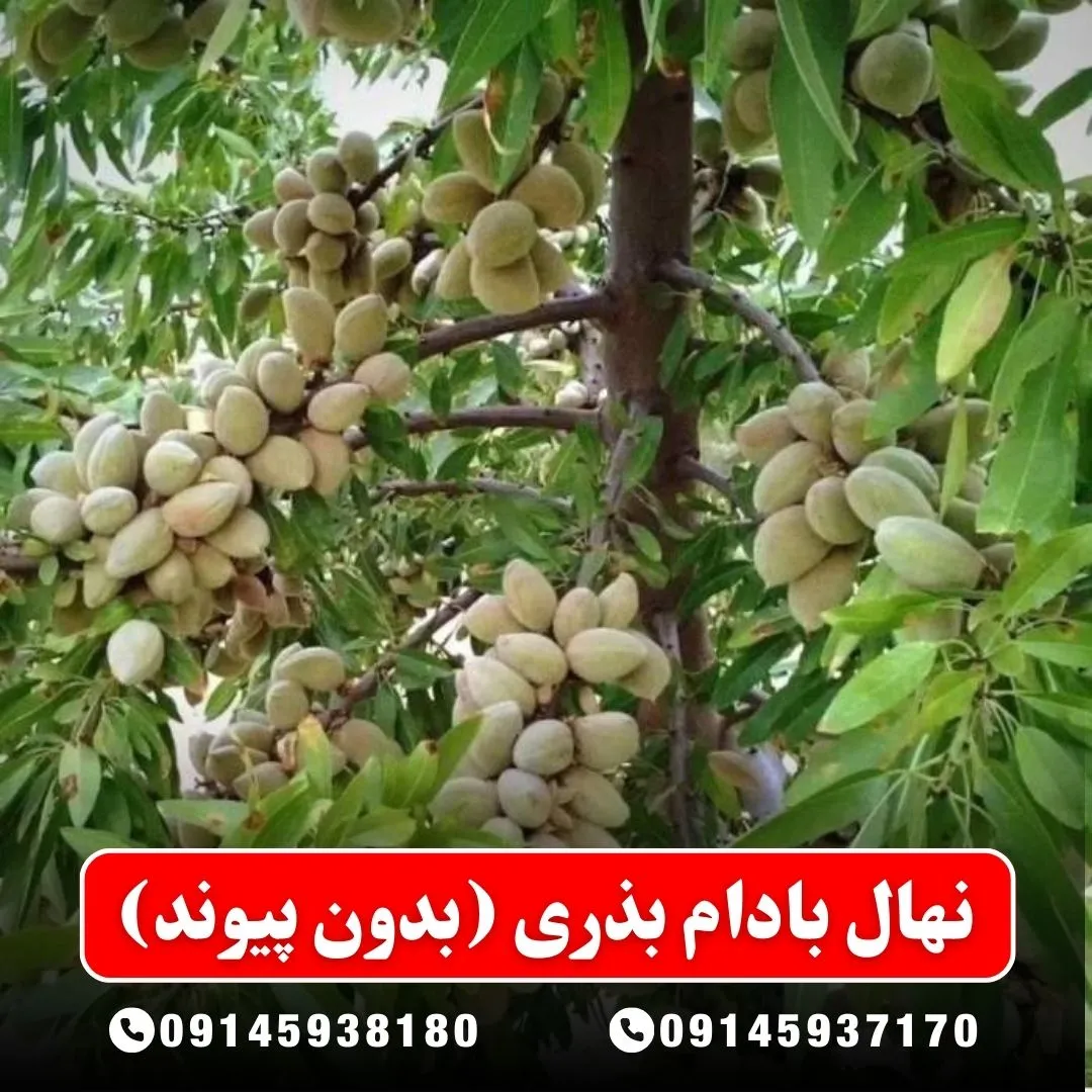 نهال بادام بذری