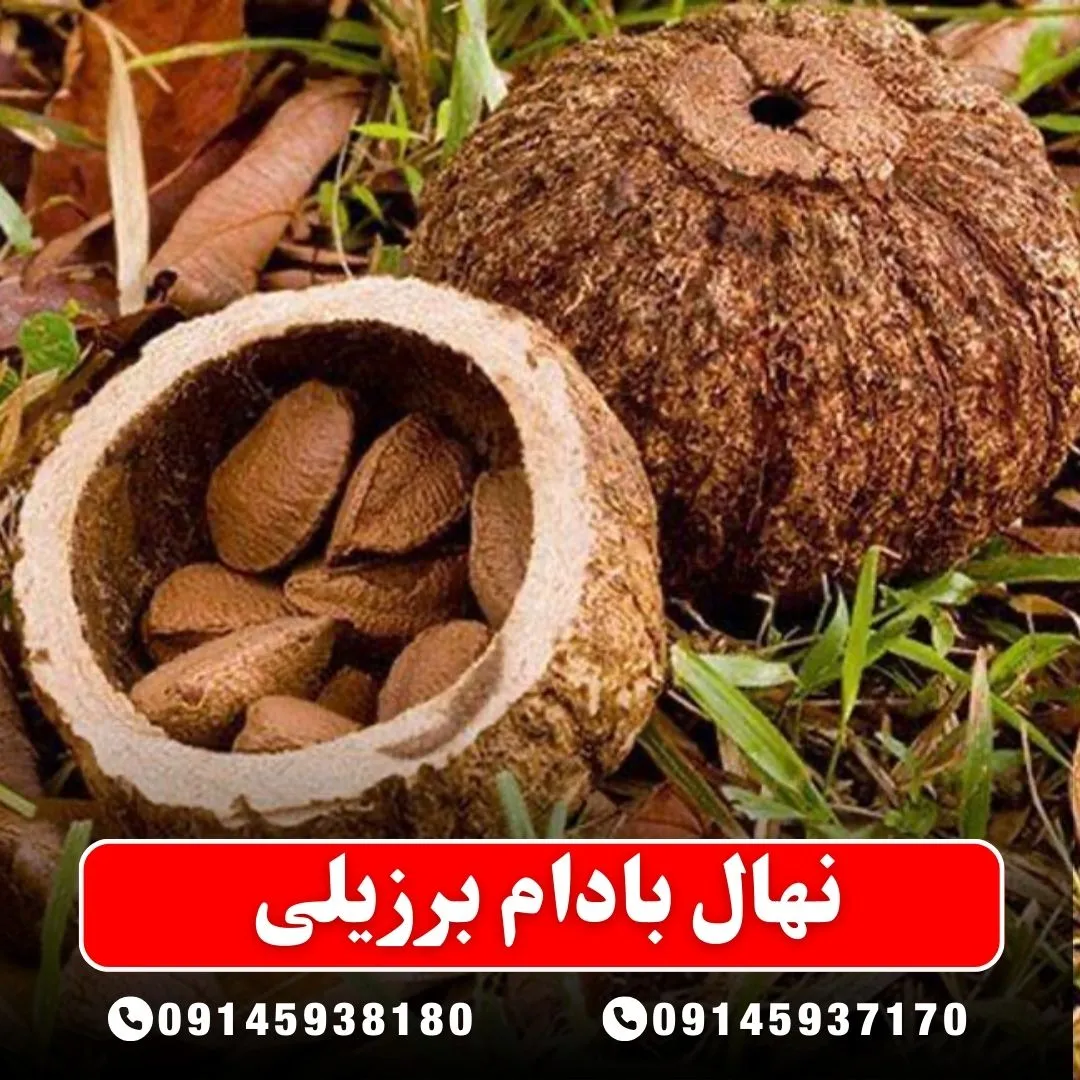 نهال بادام برزیلی