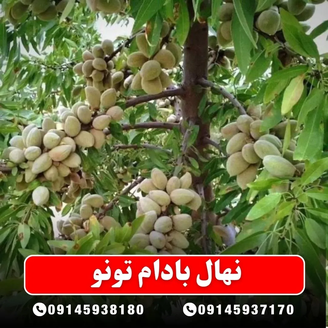 نهال بادام تونو