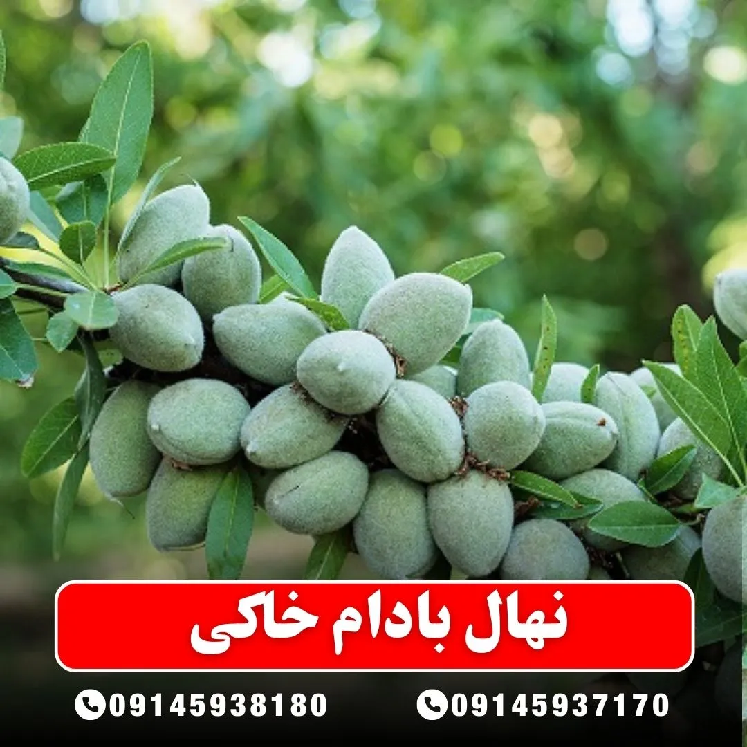 خرید-نهال-بادام-خاکی-از-نهالستان-آرام-نهال