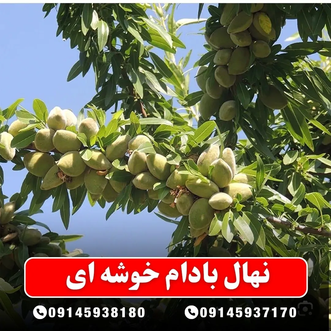 خرید-نهال-بادام-خوشه-ای-از-نهالستان-آرام-نهال