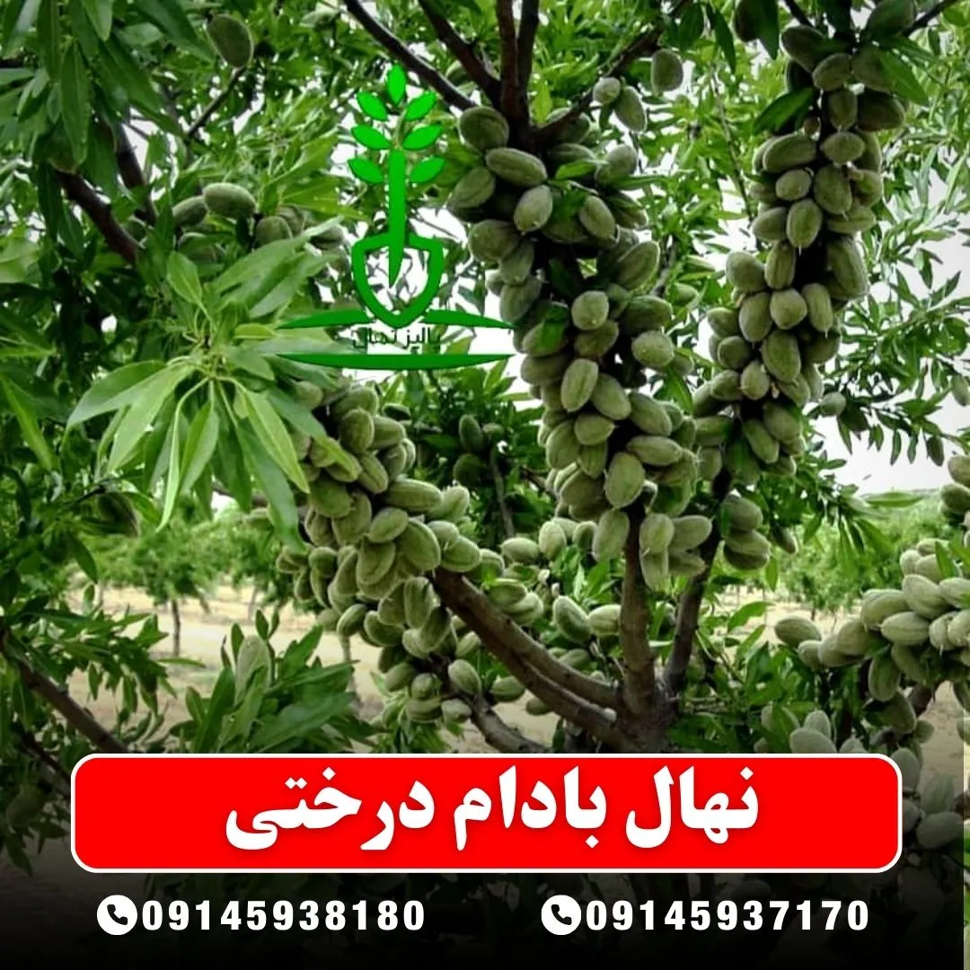 خرید-نهال-بادام-درختی-از-نهالستان-آرام-نهال
