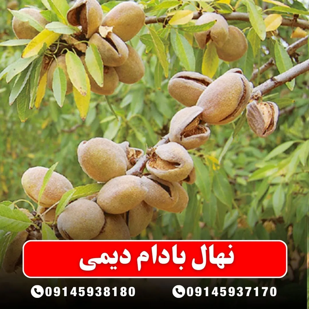خرید-نهال-بادام-دیمی-از-نهالستان-آرام-نهال