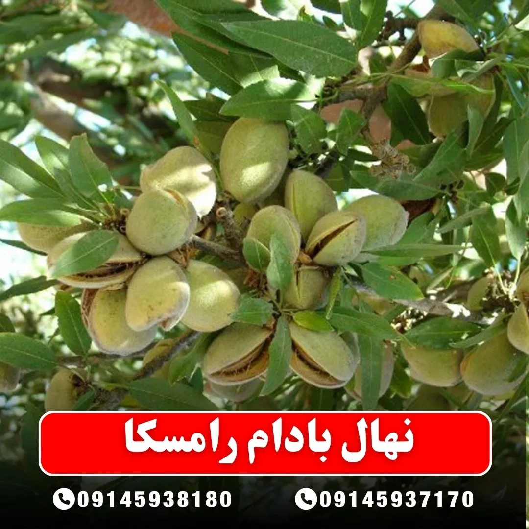 خرید-نهال-بادام-رامسکا-از-نهالستان-آرام-نهال
