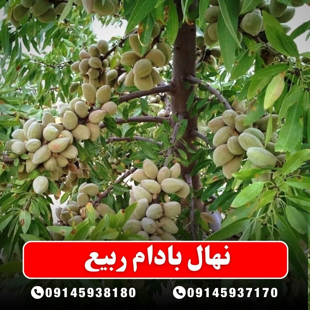 خرید-نهال-بادام-ربیع-از-نهالستان-آرام-نهال