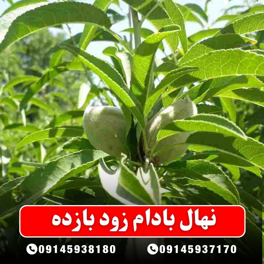 نهال بادام زود بارده