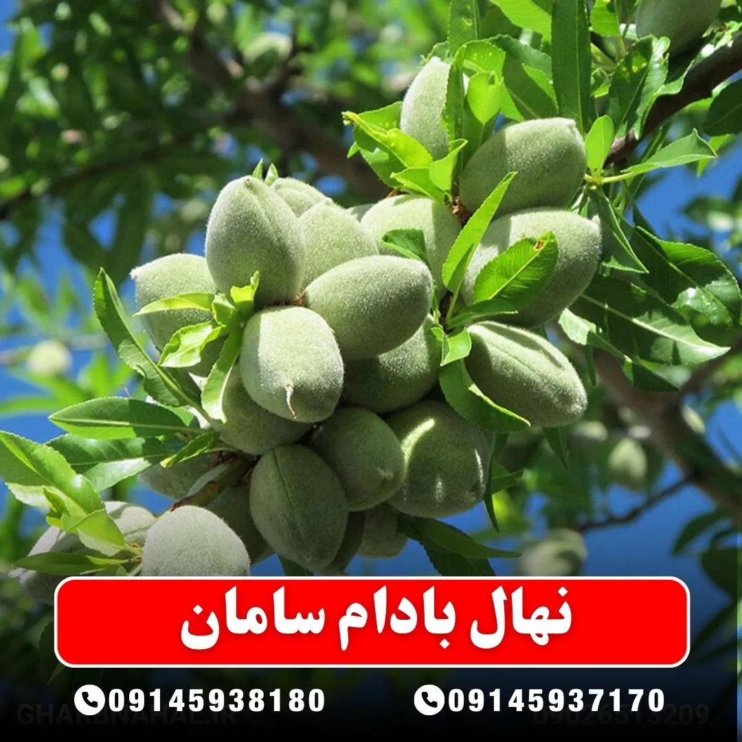 خرید-نهال-بادام-سامان-از-نهالستان-آرام-نهال