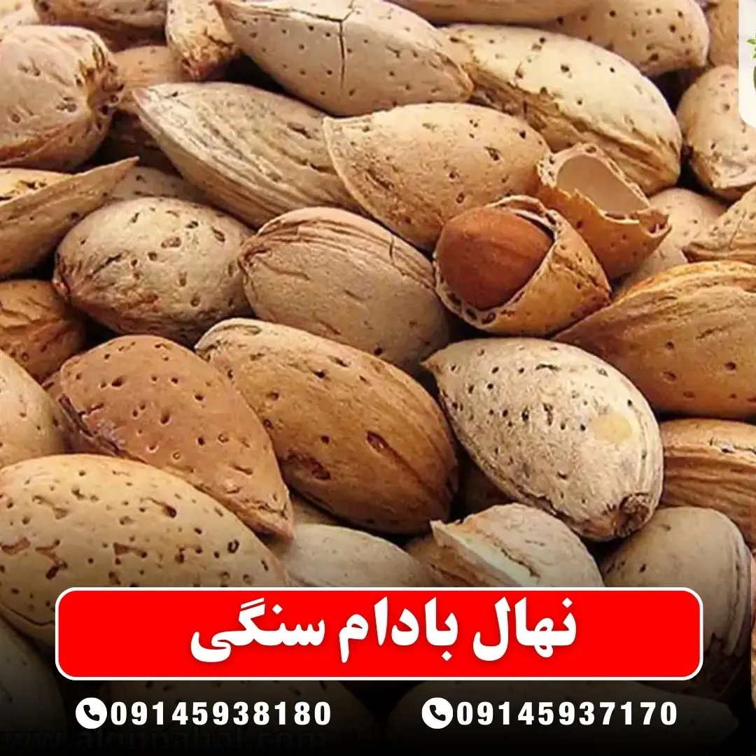 خرید-نهال-بادام-سنگی-از-نهالستان-آرام-نهال