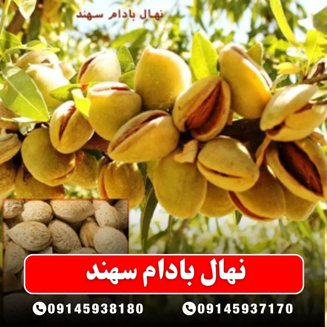 خرید-نهال-بادام-سهند-از-نهالستان-آرام-نهال