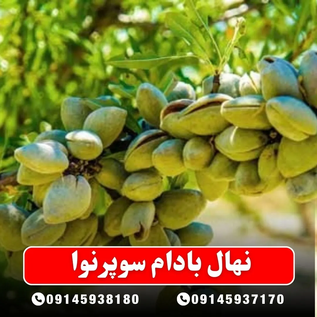 خرید-نهال-بادام-سوپرنوا-از-نهالستان-آرام-نهال