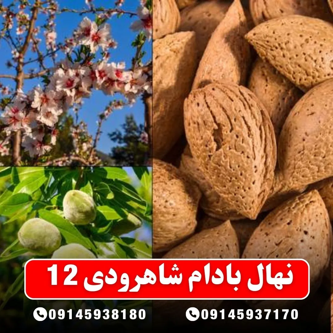 نهال بادام شاهرودی ۱۲ نهالستان آرام نهال