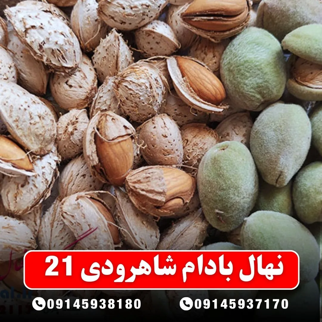نهال بادام شاهرودی ۲۱ نهالستان آرام نهال
