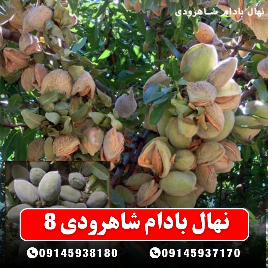 نهال بادام شاهرودی 8