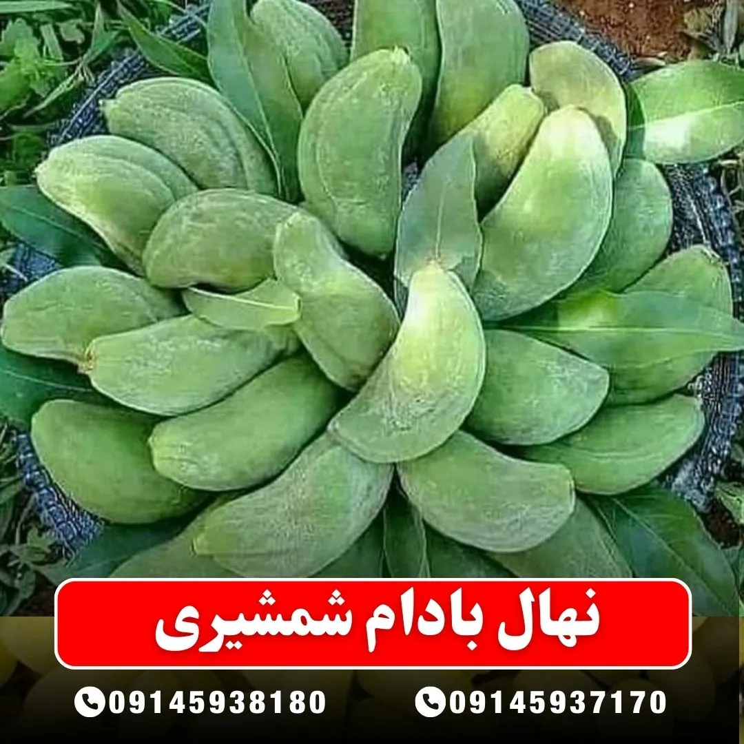 نهال بادام شمشیری نهالستان آرام نهال