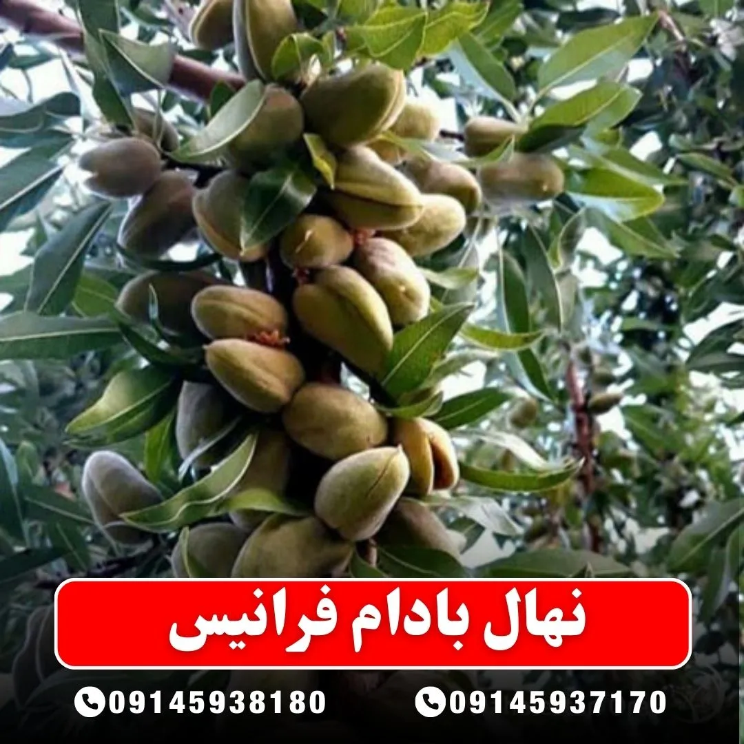 خرید-نهال-بادام-فرانیس-از-نهالستان-آرام-نهال