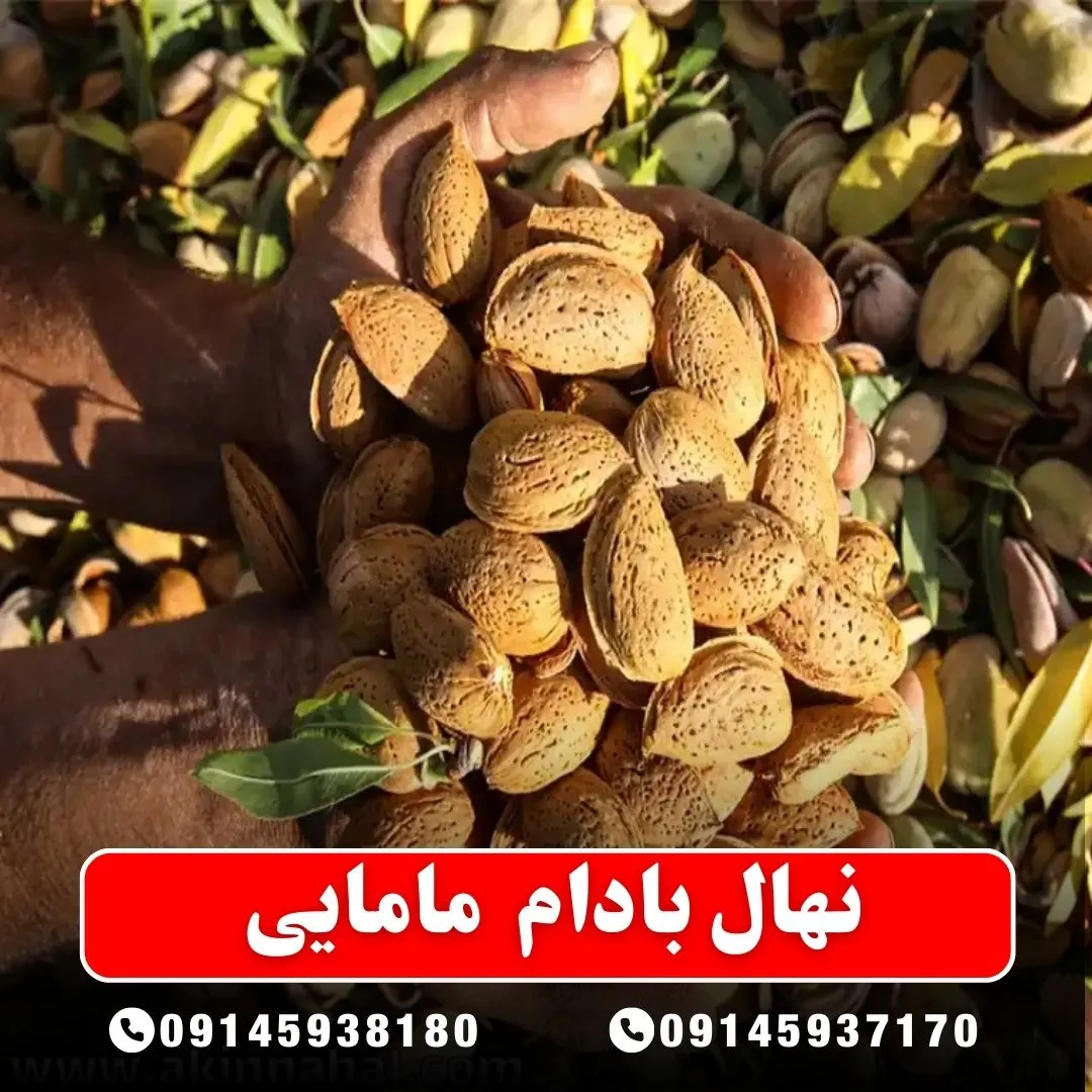 خرید-نهال-بادام-مامایی-از-نهالستان-آرام-نهال