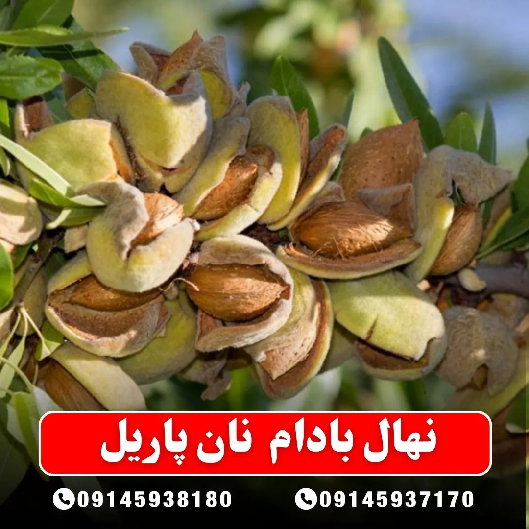خرید-نهال-بادام-نان-پاریل-از-نهالستان-آرام-نهال