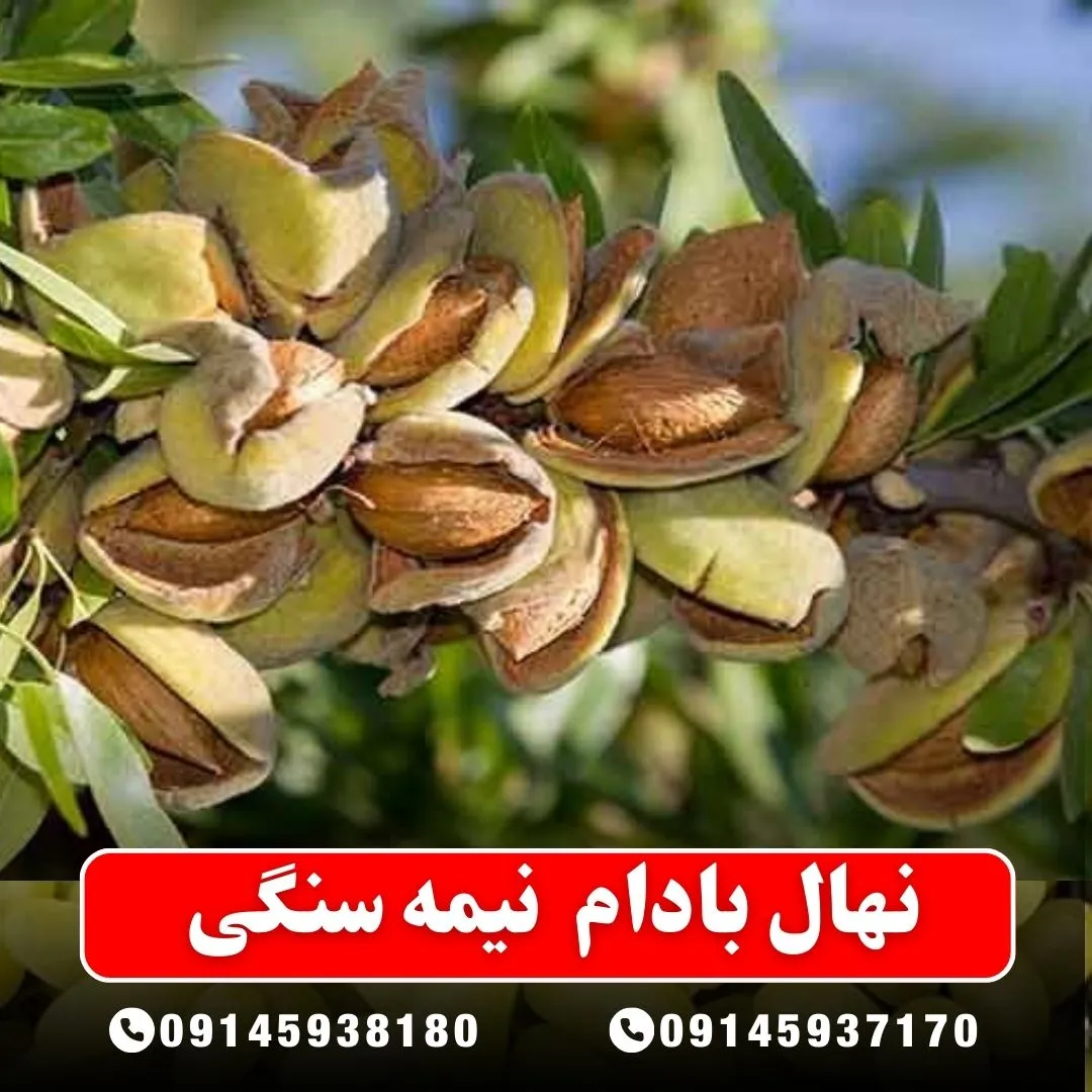خرید-نهال-بادام-نیمه-سنگی-از-نهالستان-آرام-نهال