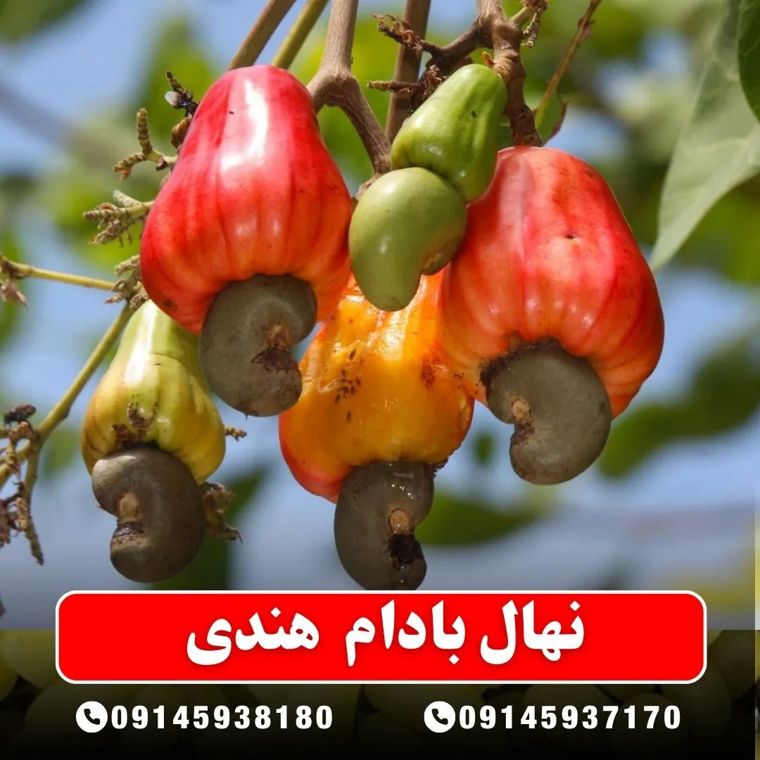نهال بادام هندی از آرام نهال