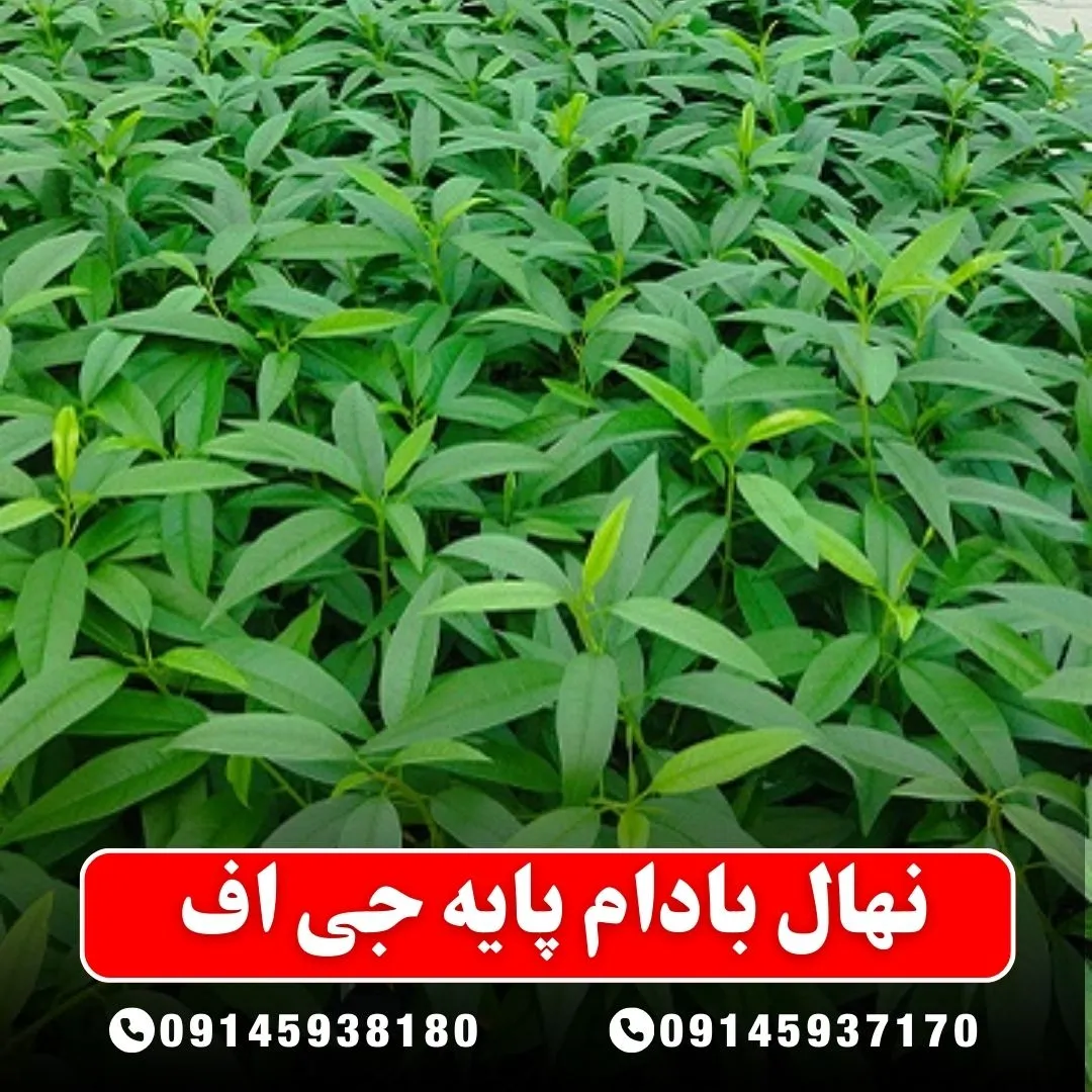 نهال بادام پایه جی اف