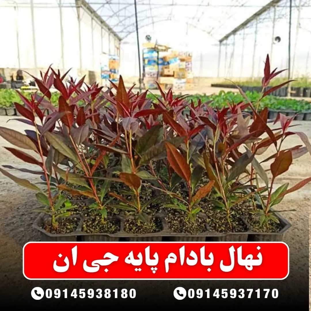 نهال بادام پایه جی ان