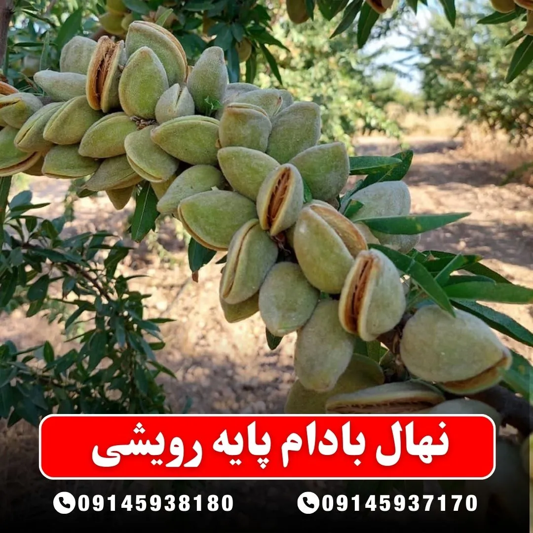 نهال بادام پایه رویشی