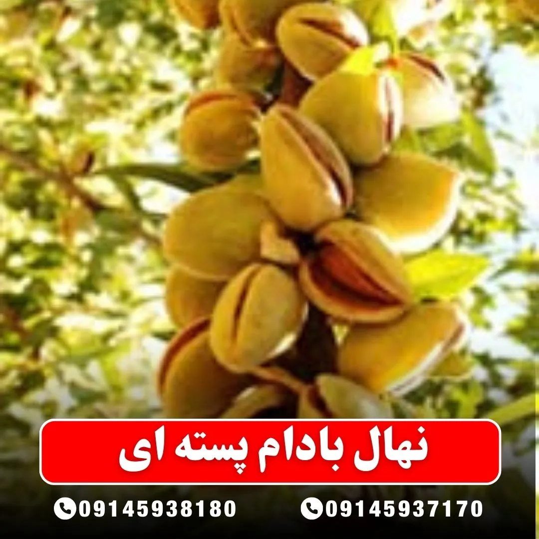 نهال بادام پسته ای