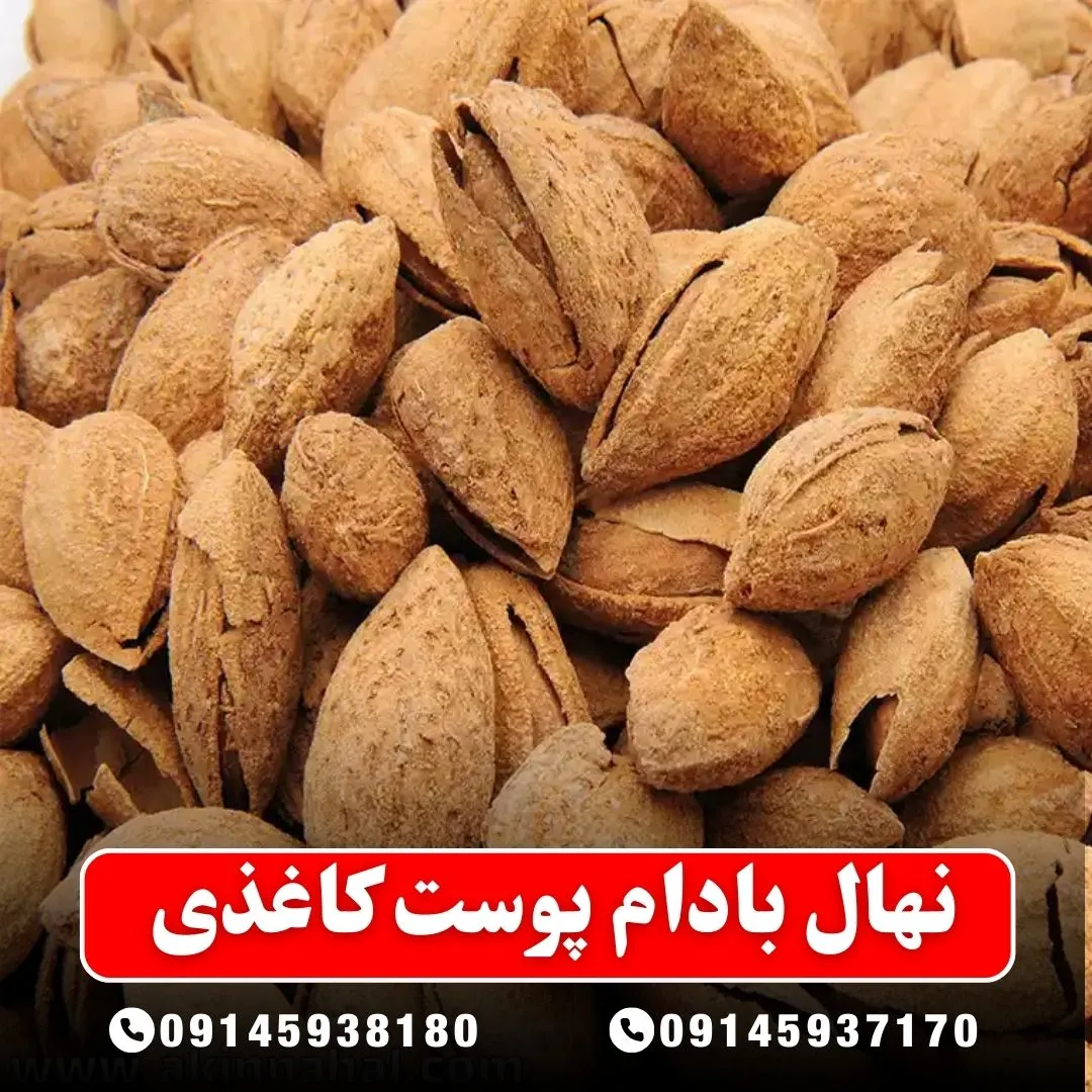 نهال بادام پوست کاغذی