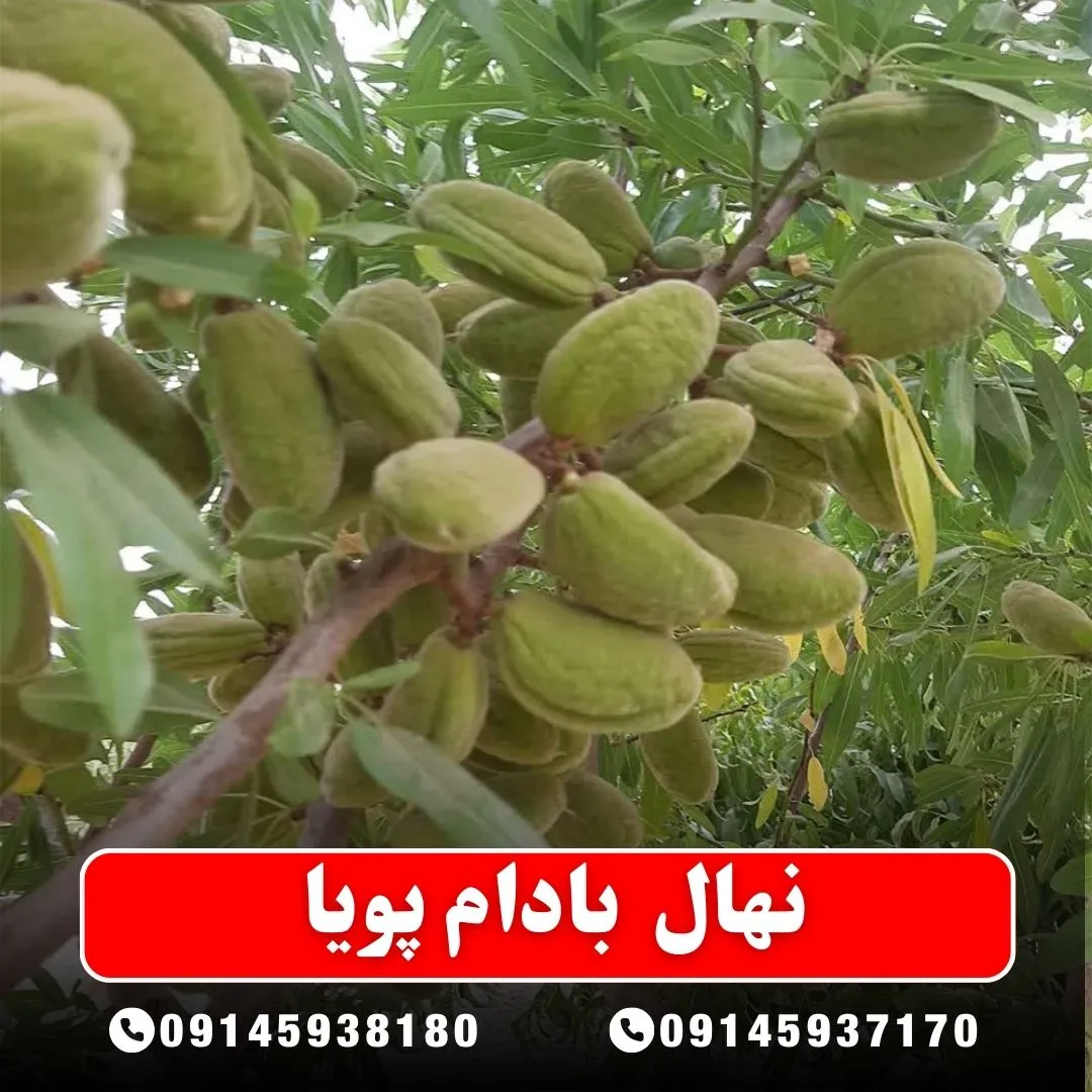 نهال بادام پویا
