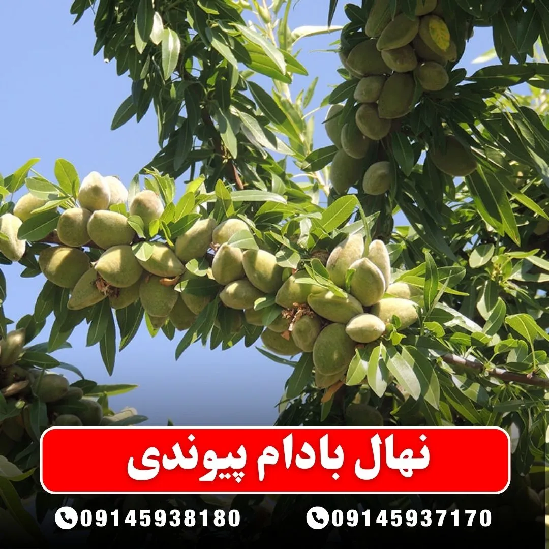 نهال بادام پیوندی