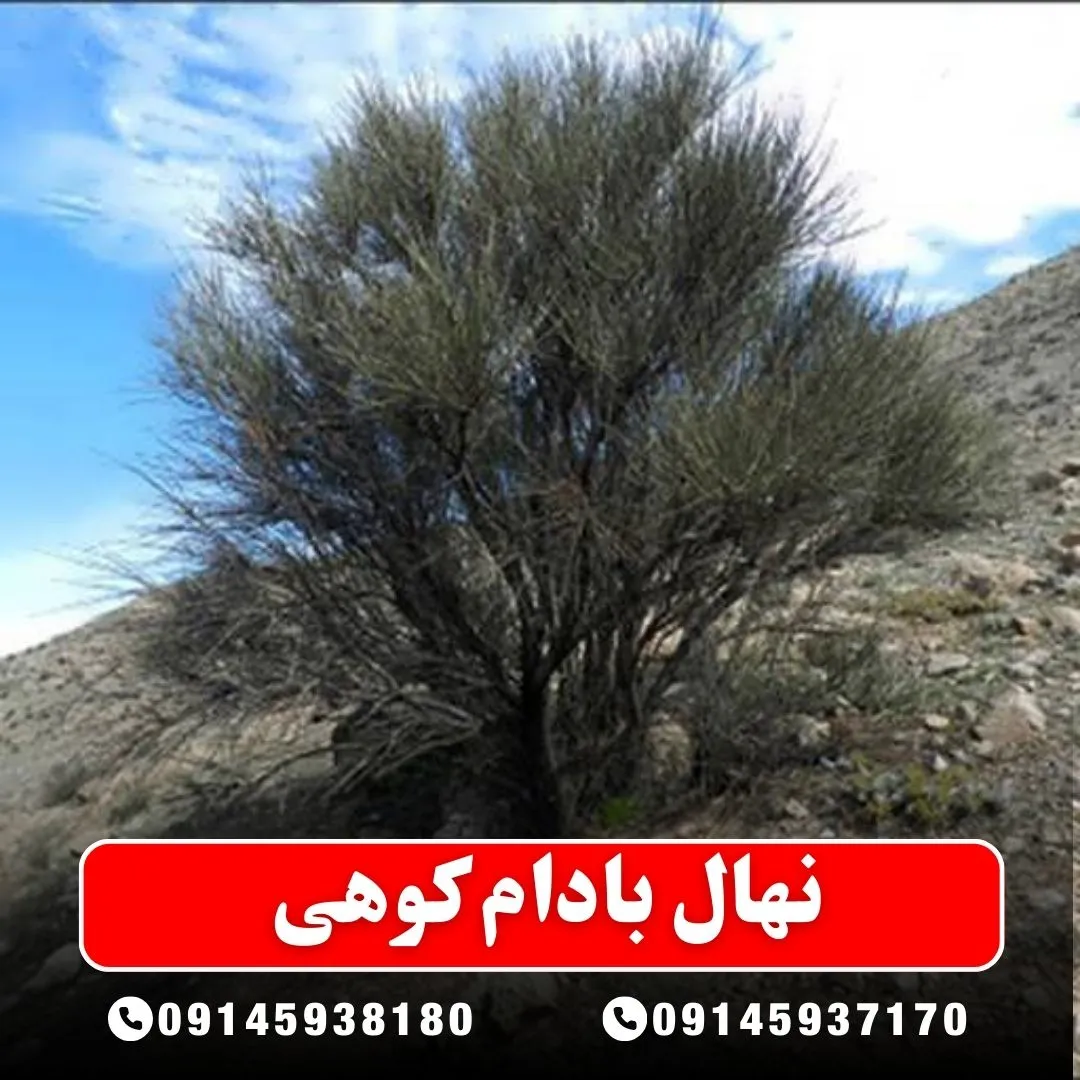 خرید-نهال-بادام-کوهی-از-نهالستان-آرام-نهال