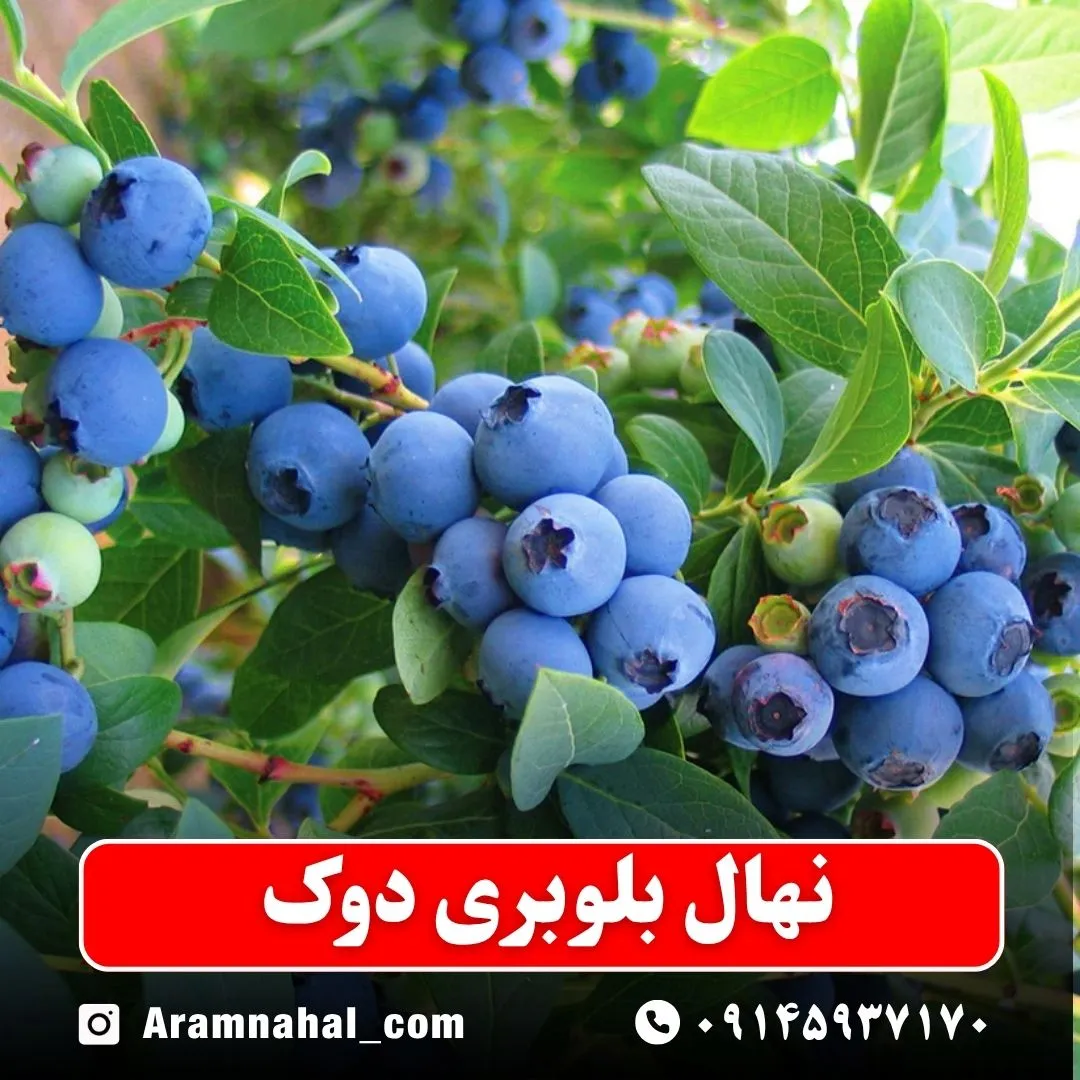 نهال بلوبری دوک