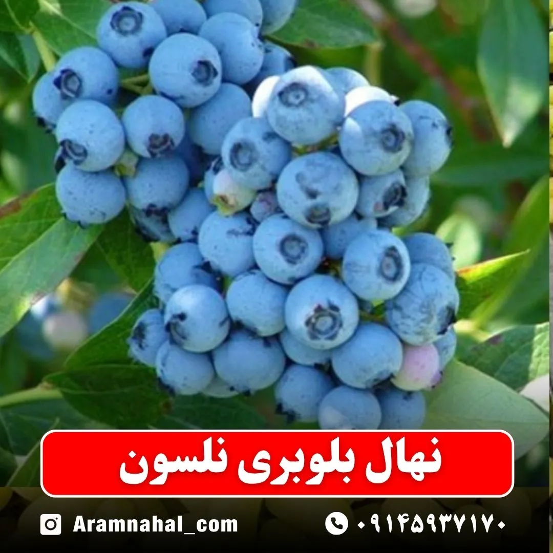 نهال بلوبری نلسون