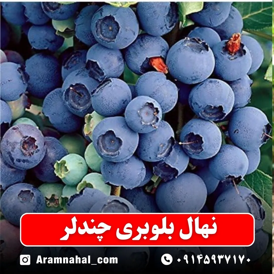 نهال بلوبری چندلر نهالستان آرام نهال