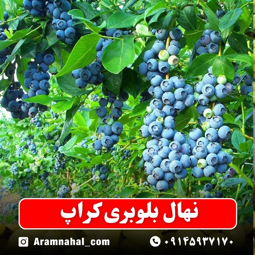 نهال بلوبری کراپ