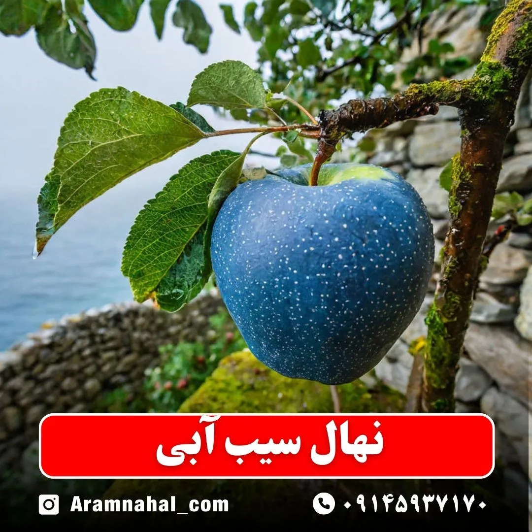 نهال سیب آبی