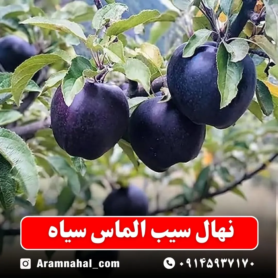 نهال سیب الماس سیاه