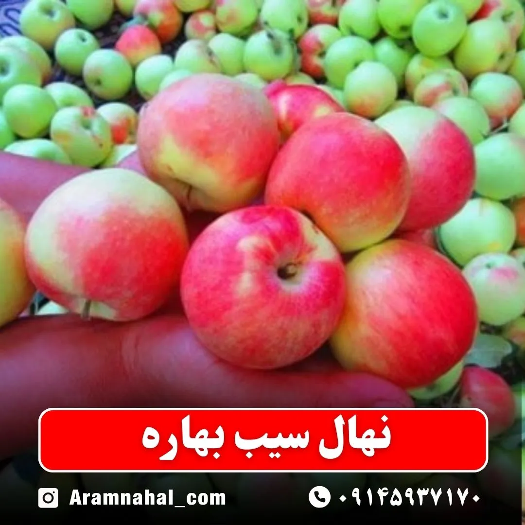 نهال سیب بهاره