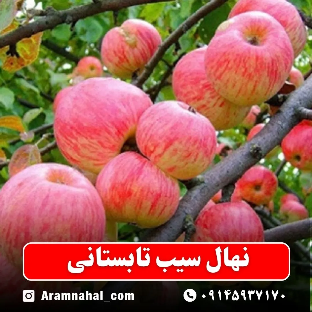 نهال سیب تابستانی