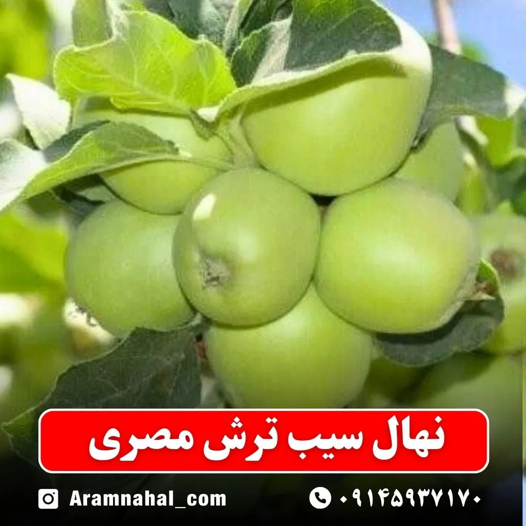 نهال سیب ترش مصری