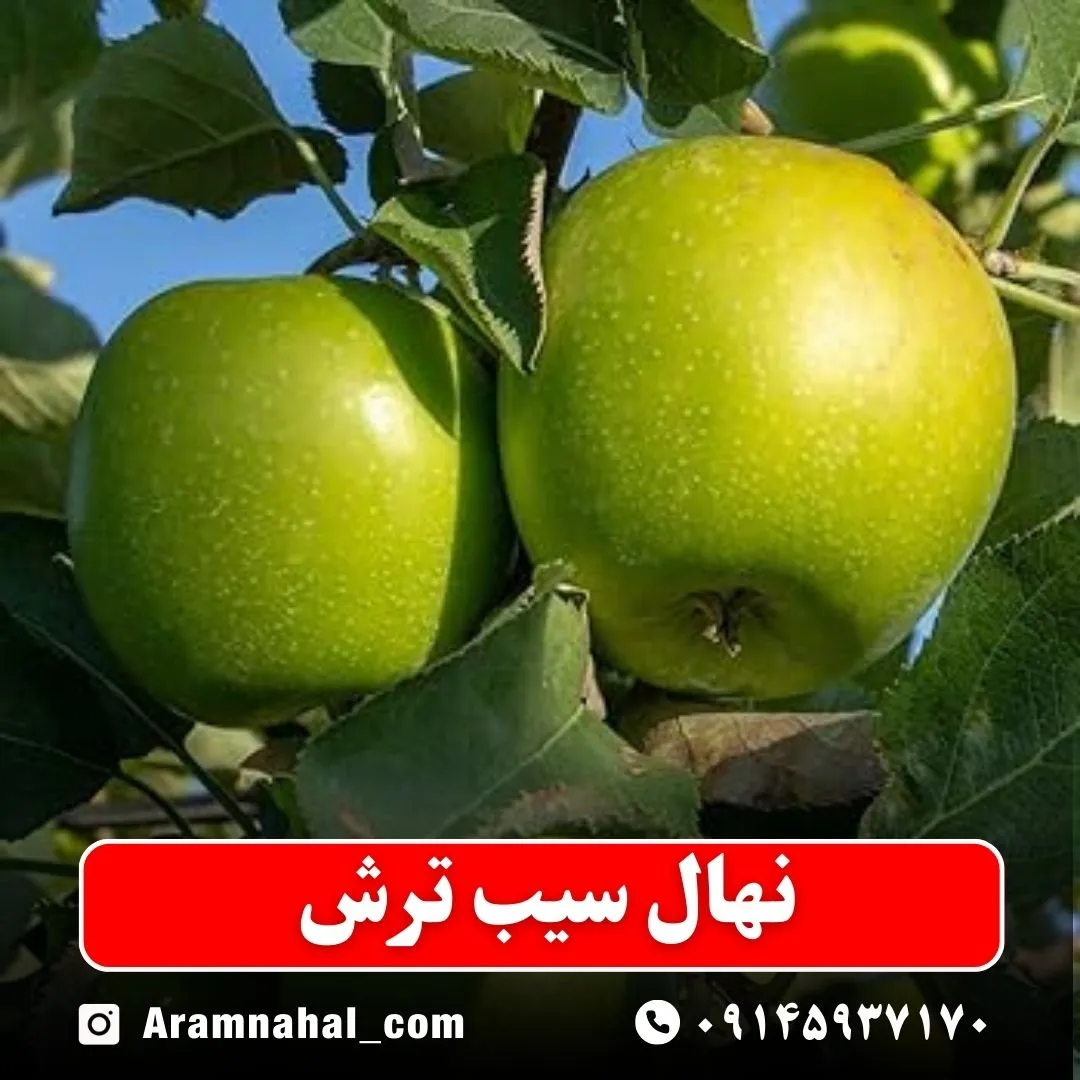نهال سیب ترش
