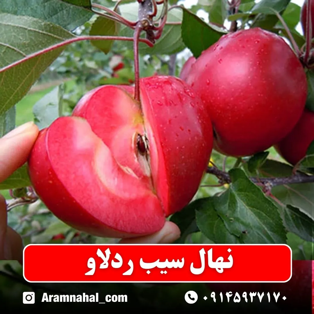 نهال سیب ردلاو