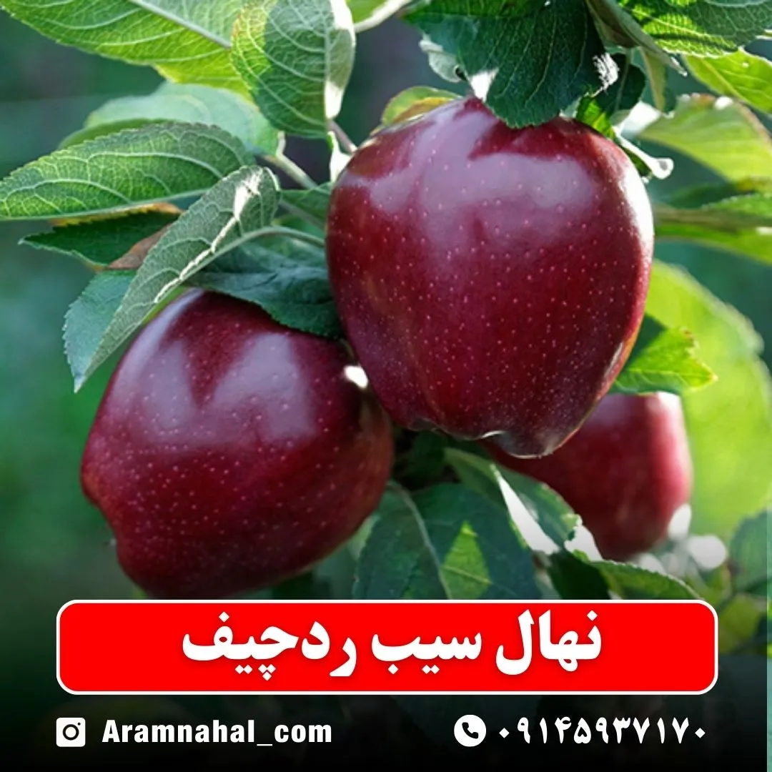 نهال سیب ردچیف
